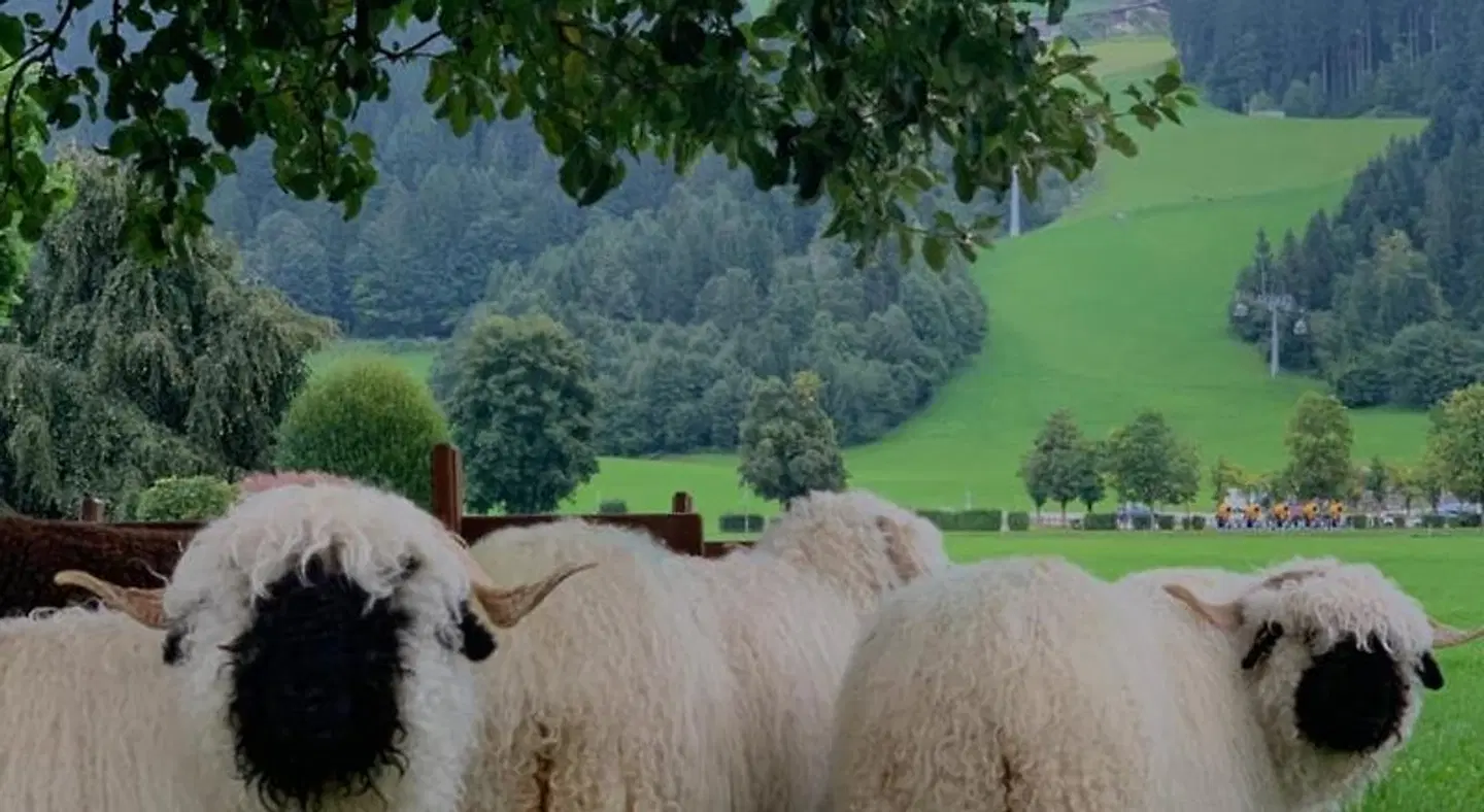 Pension Klausnerhof Tiere