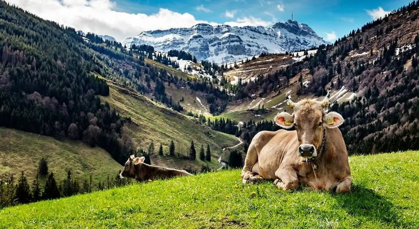 Hotel- Restaurant Krone Tiere