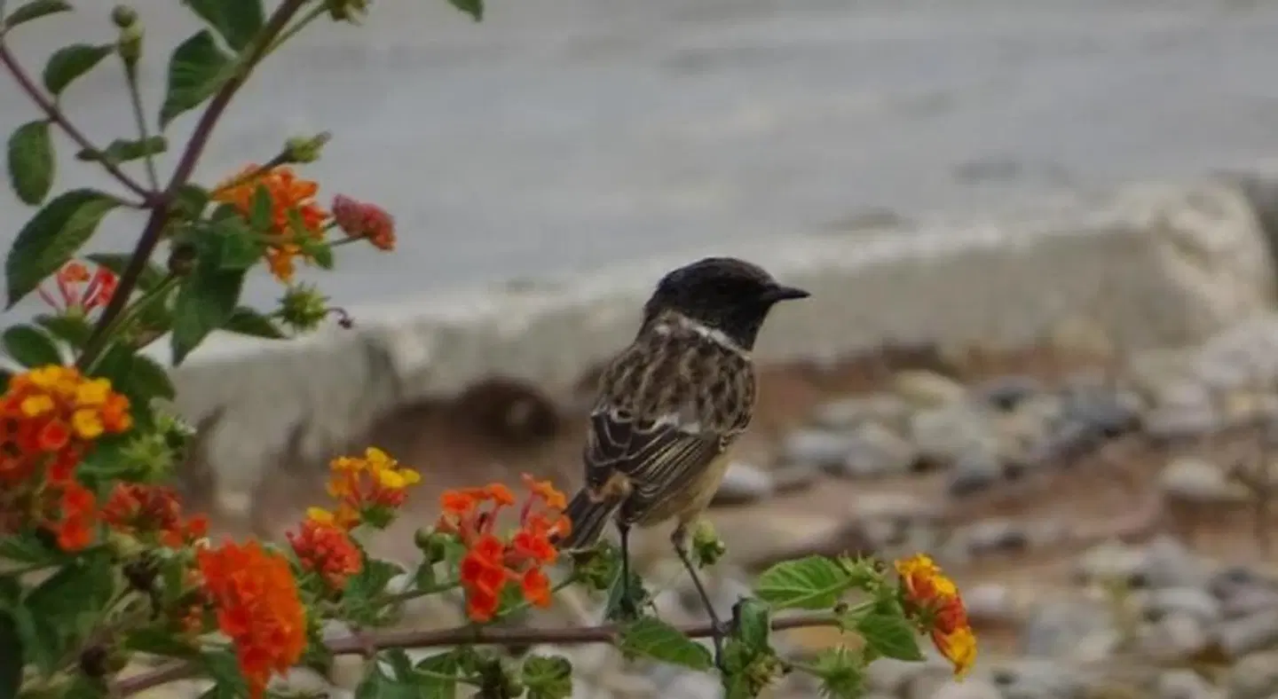 Sindhura Tiere
