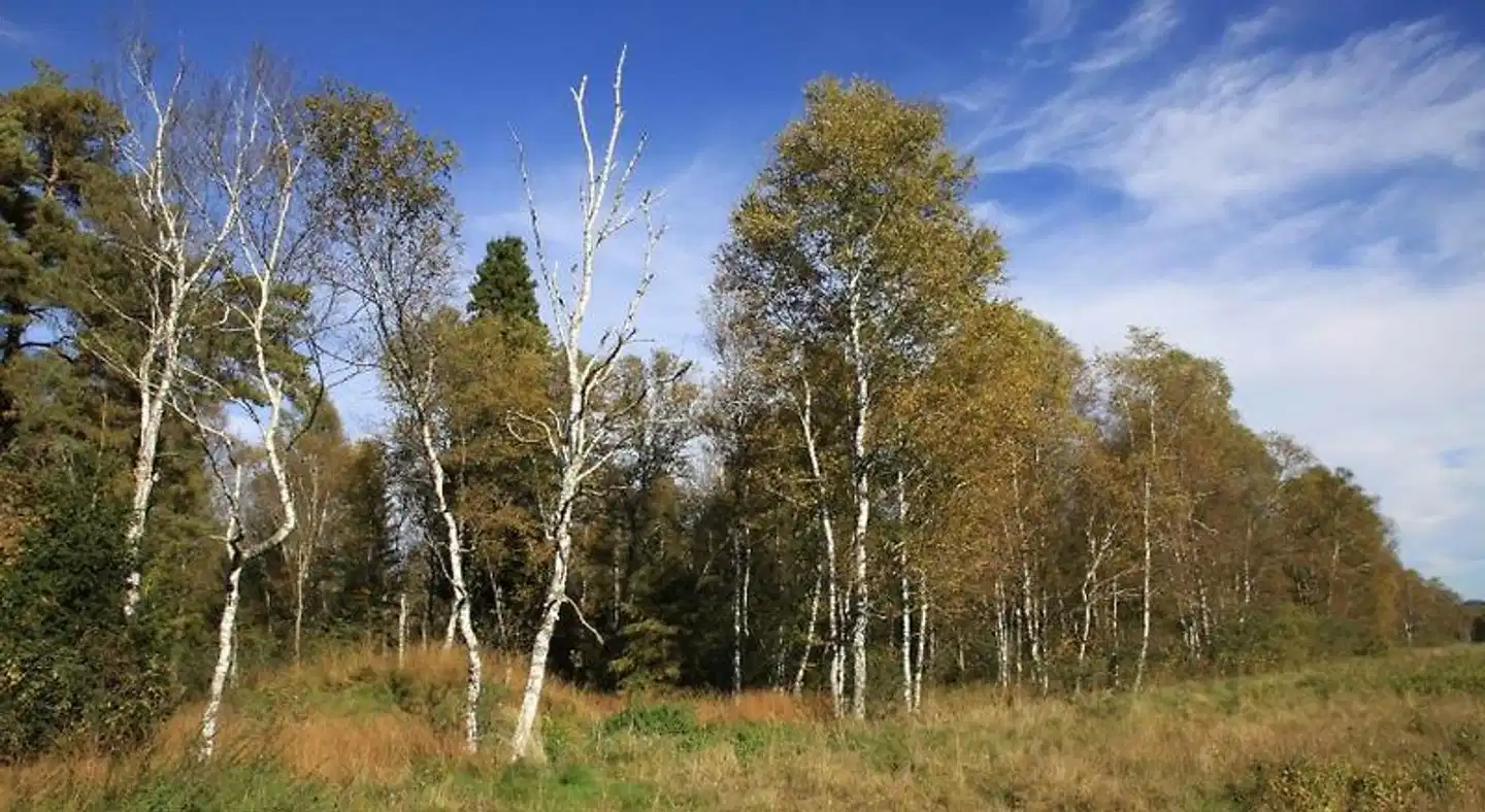 Landhotel Alte Mühle Landschaft