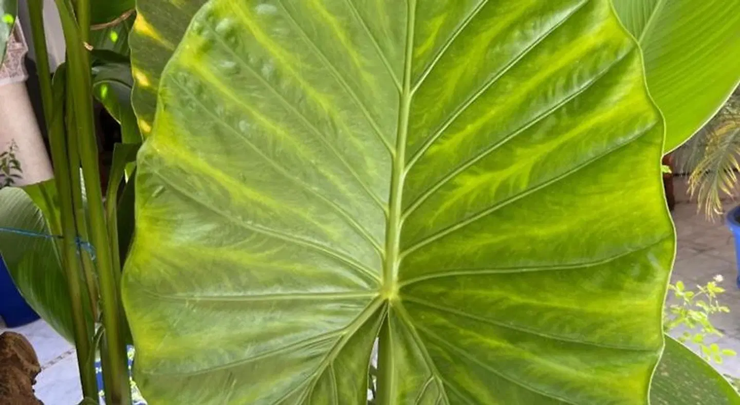 Riad Azad & Spa LOUNGE_LOBBY