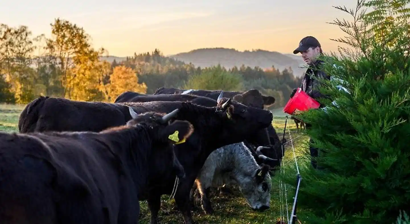Panoramahotel Grobauer Tiere