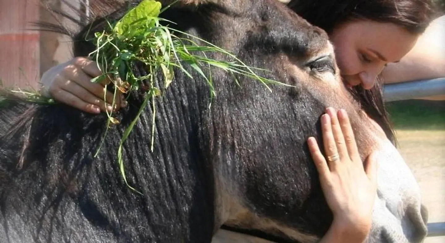 Tukkilan Tila Tiere