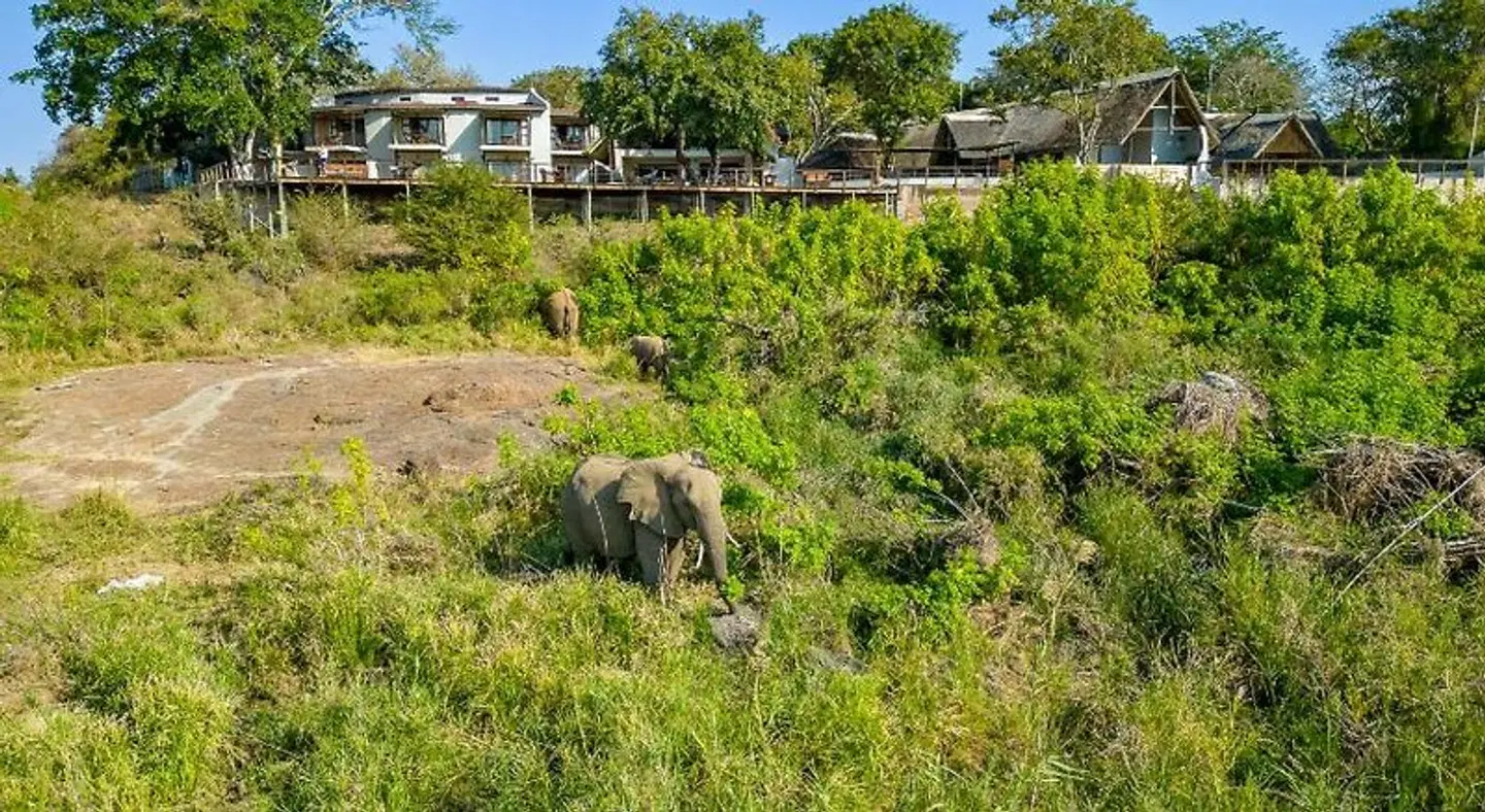 Buckler's Africa Tiere