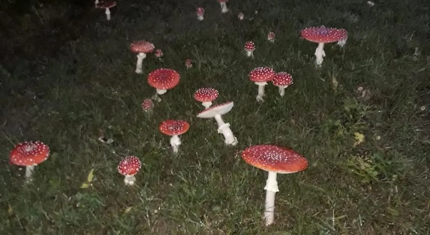 Sunrise B&B Hellenthal Garten