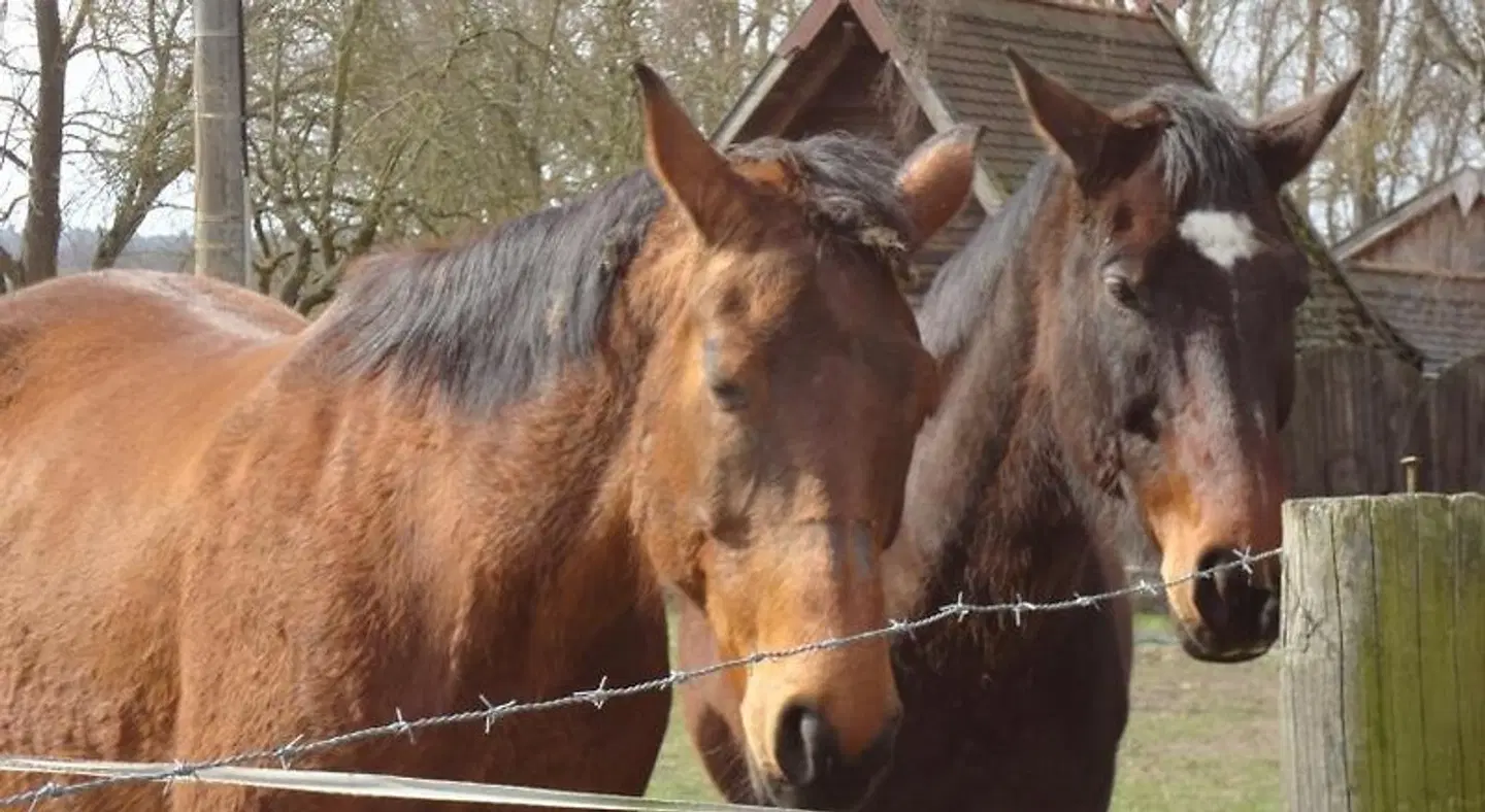 Ziegelei-Lubars Tiere