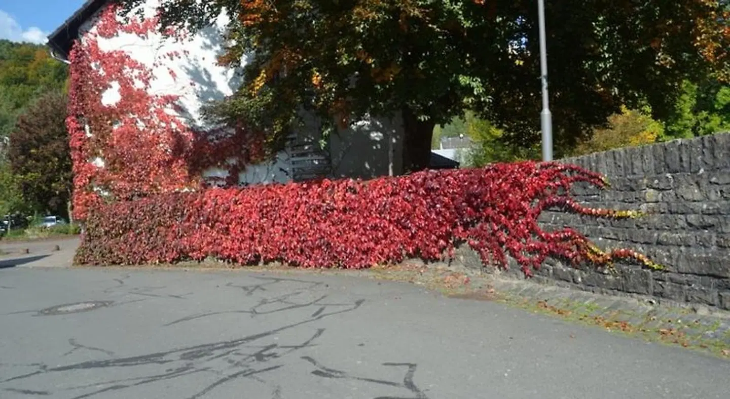 Niedereher Muhle Tiere