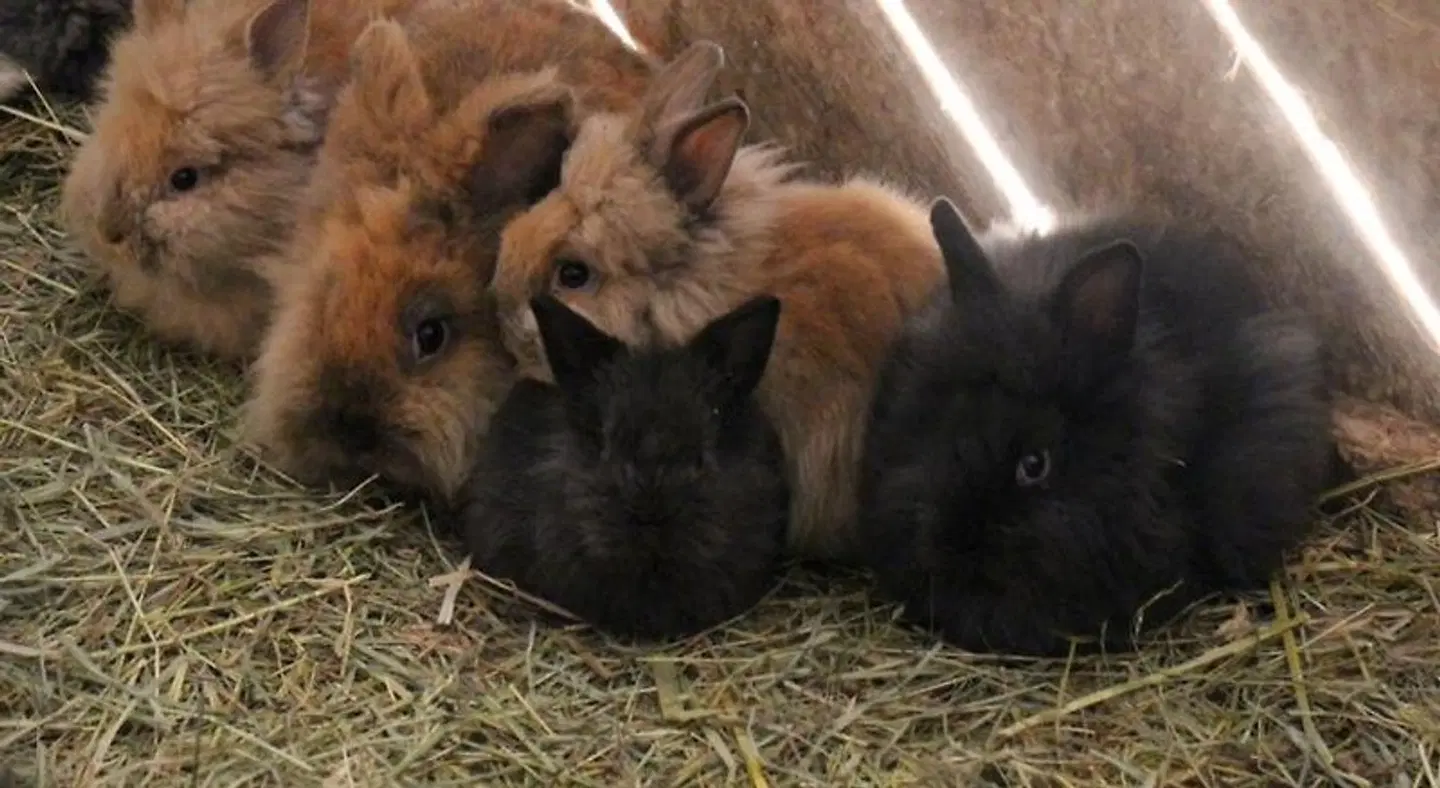 Gattererhof Tiere