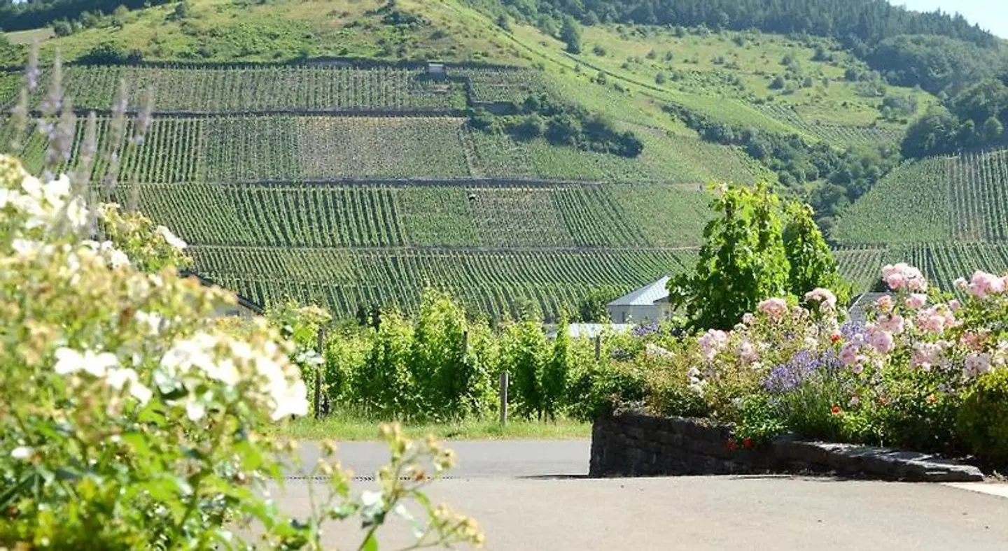 WeinKulturgut Longen-Schlöder LANDSCAPE