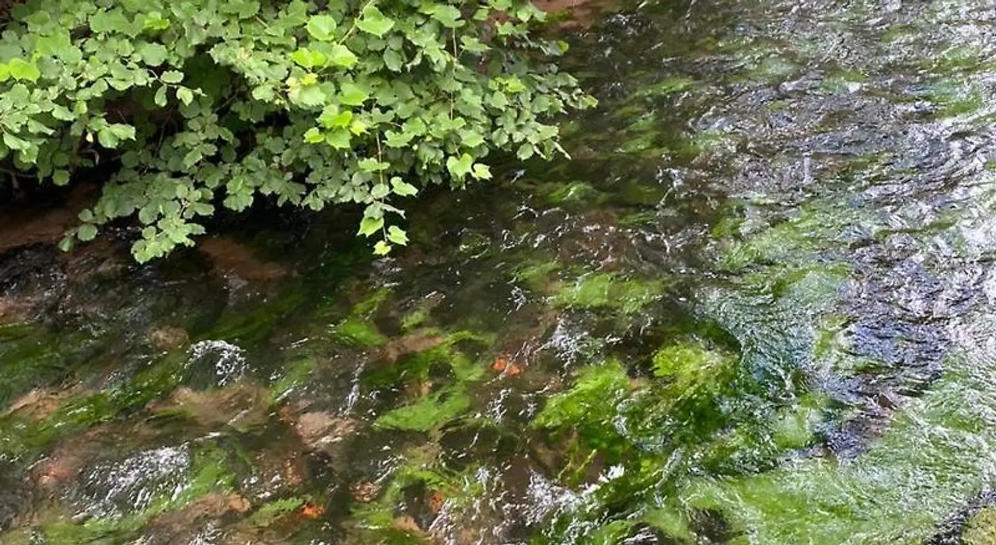 Pension - Gastehaus Zum Pfalzerwald LANDSCAPE