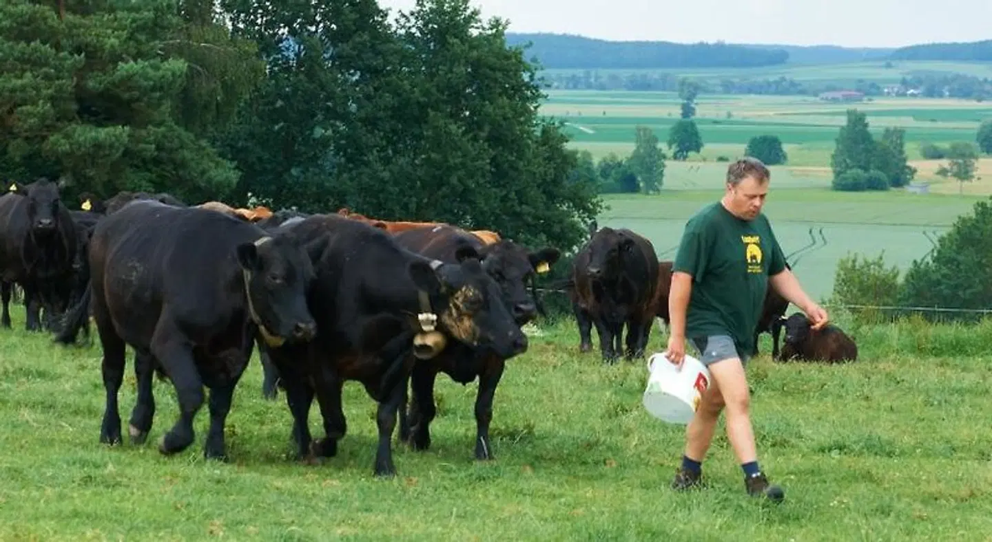 Goldene Traube Tiere