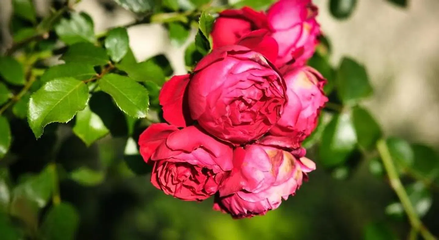 Gasthof Beim Butz LANDSCAPE