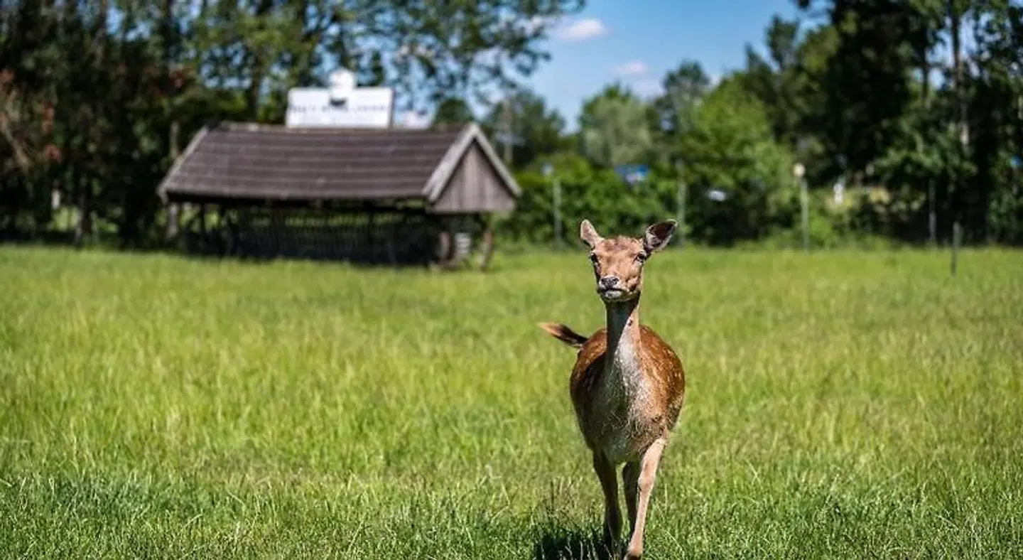 Hotel Hüerländer Tiere