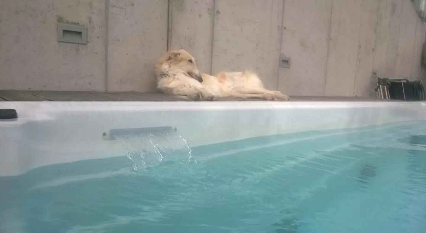 Swiss Borzoi House Hallenbad