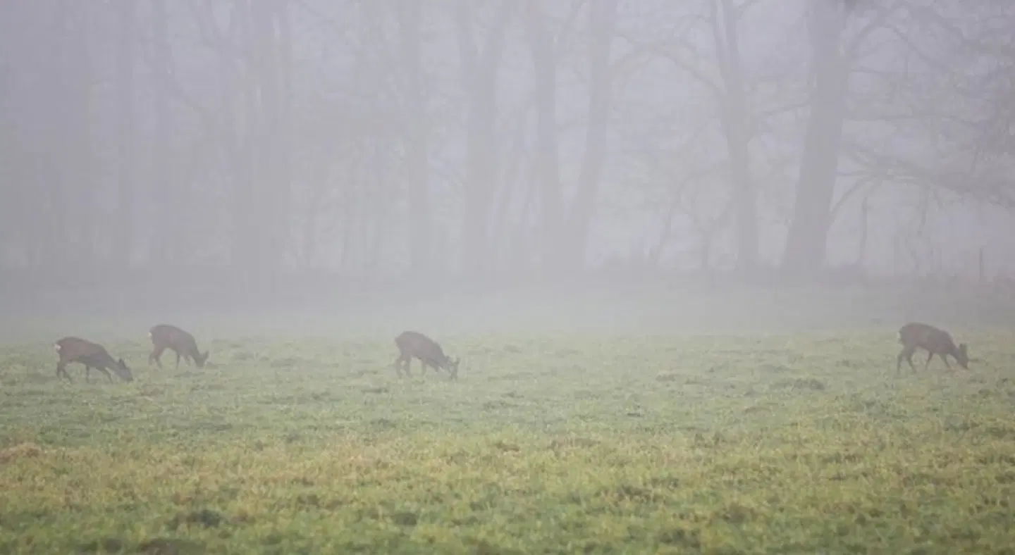 Landgoed Zonheuvel Tiere