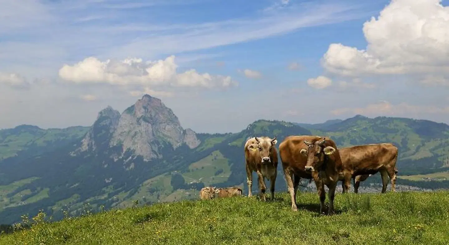 Wellness Hotel Stoos Tiere