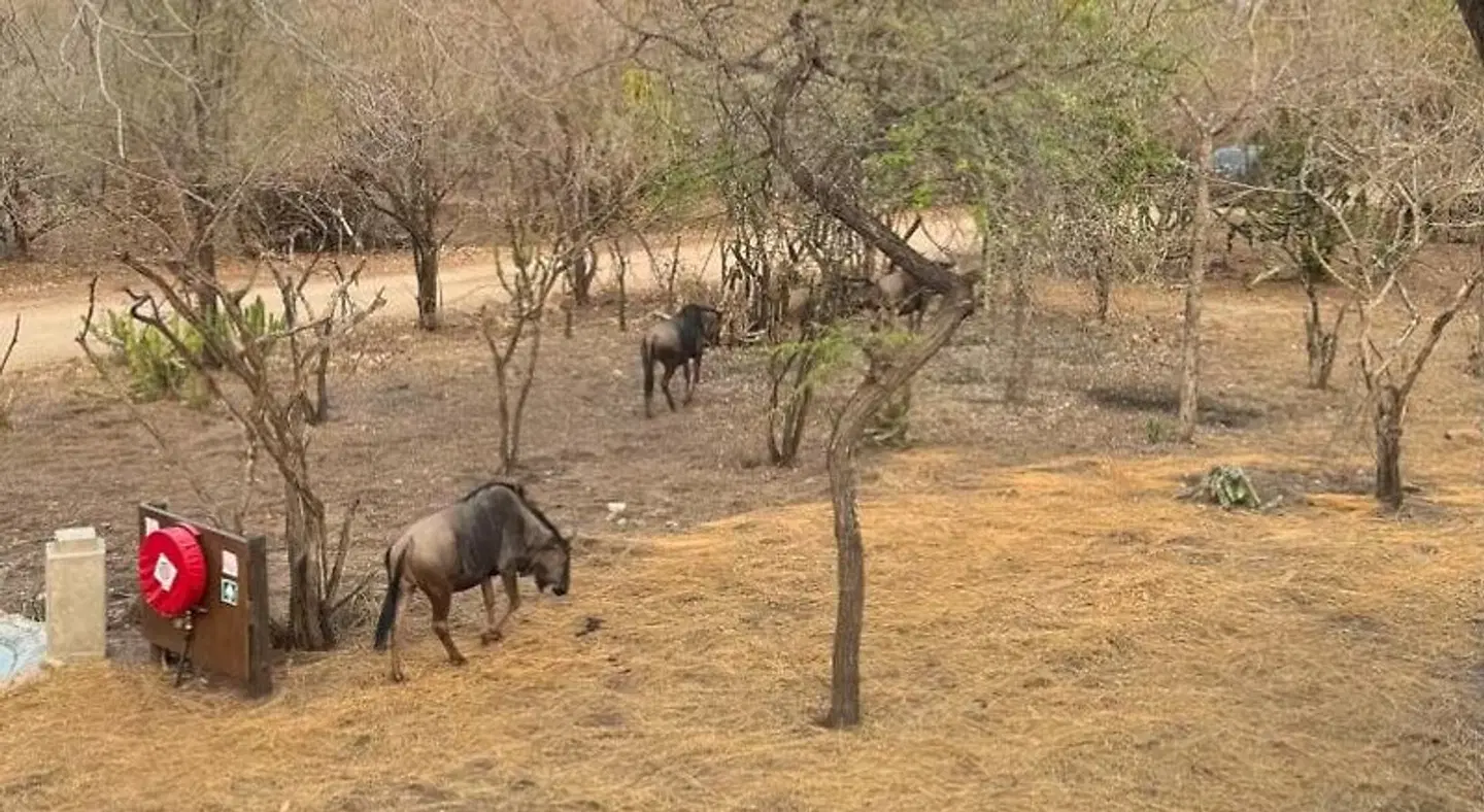 Kruger Riverside Lodge Tiere