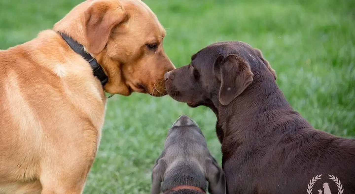 Pferdekoppel Unterwiesenhof Tiere
