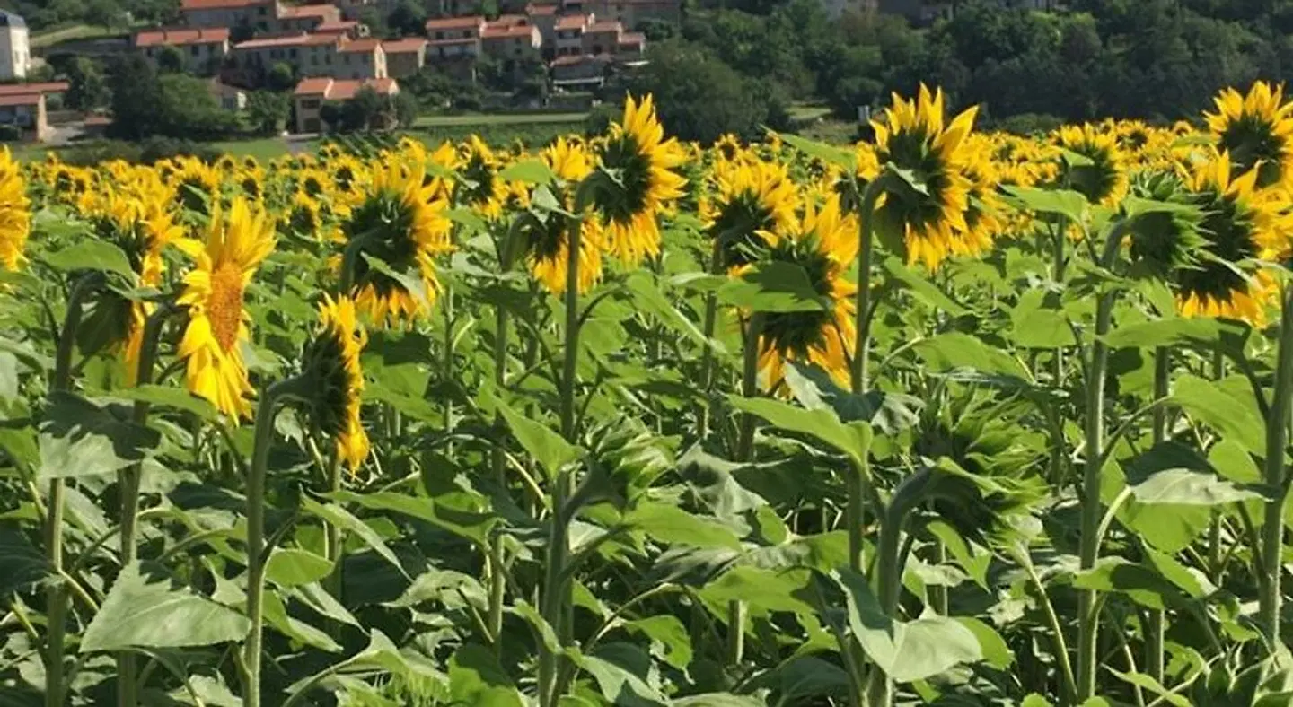 La Charmeraie Garten