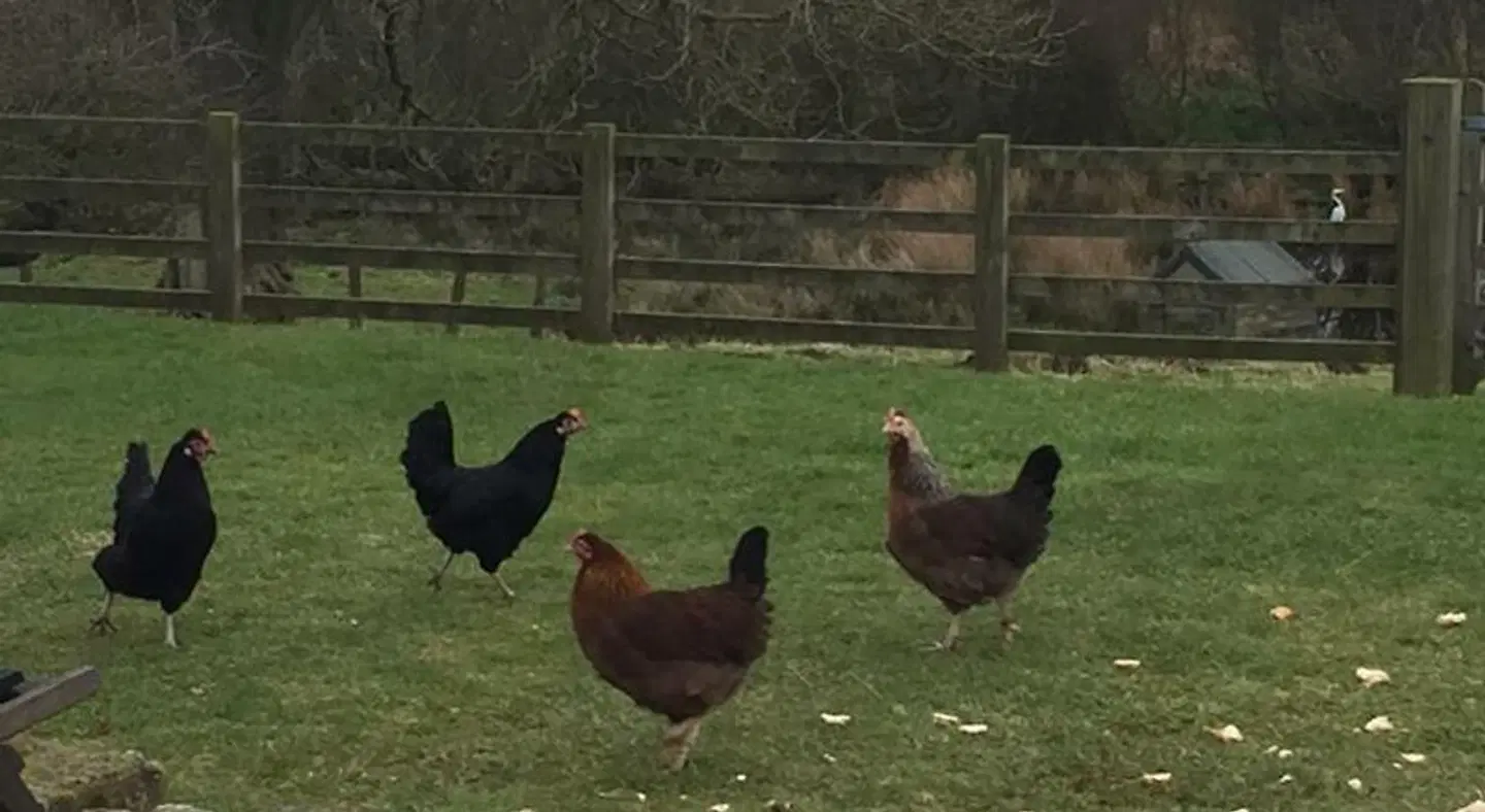 Folly Hall Farm Tiere