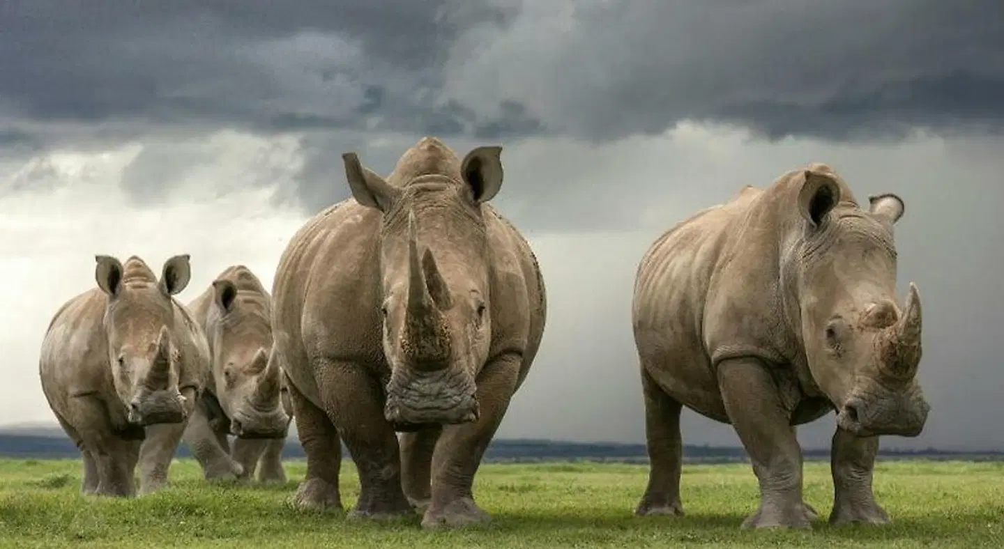 JW Marriott Mount Kenya Rhino Reserve Safari Camp Tiere