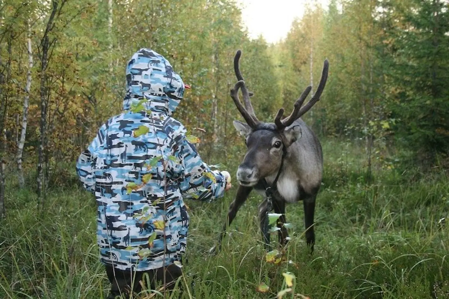 Valkeisen Loma Tiere