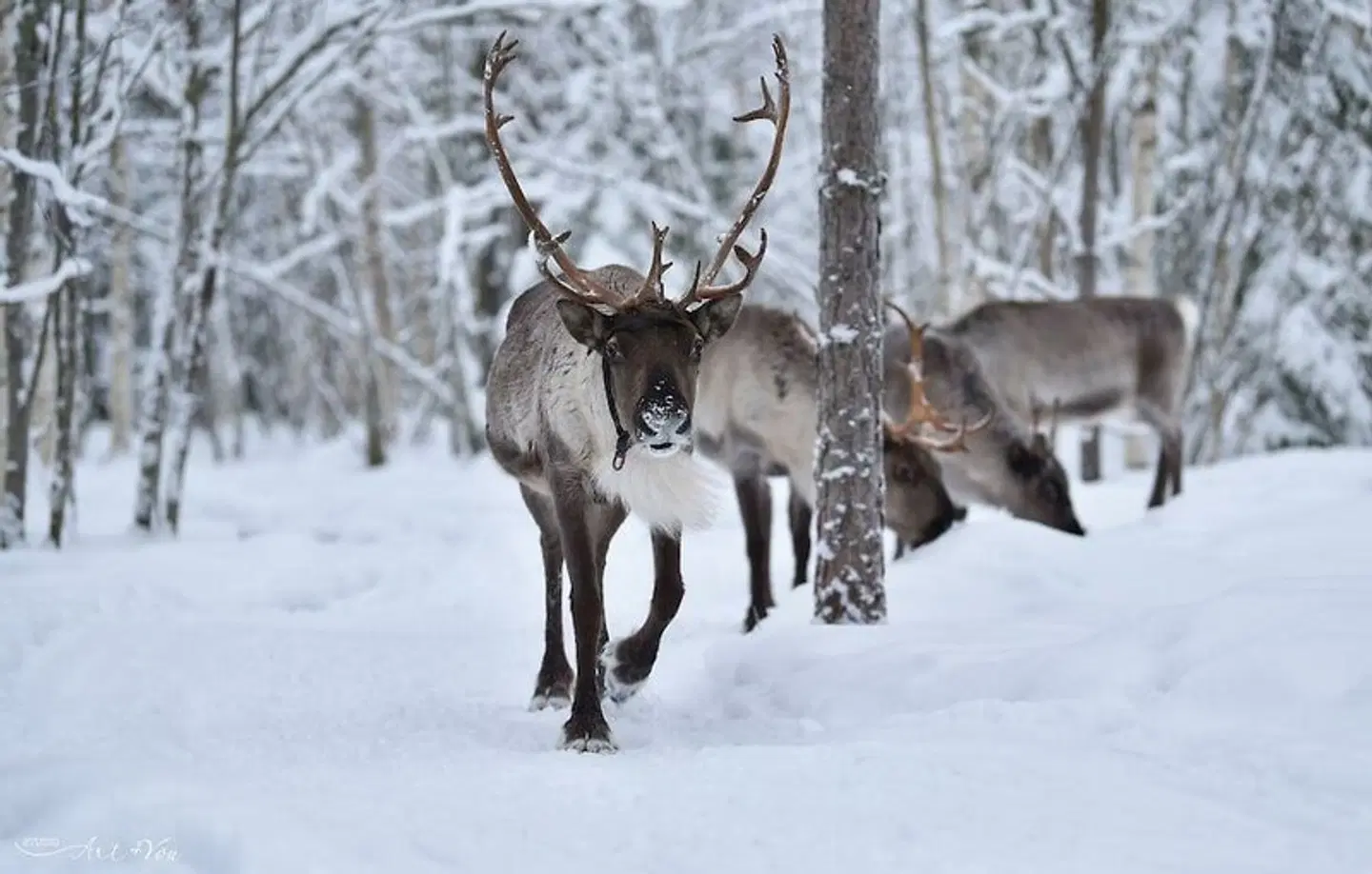 Valkeisen Loma Tiere