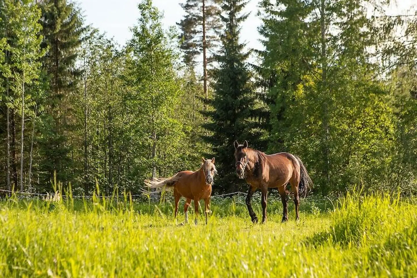 Valkeisen Loma Tiere