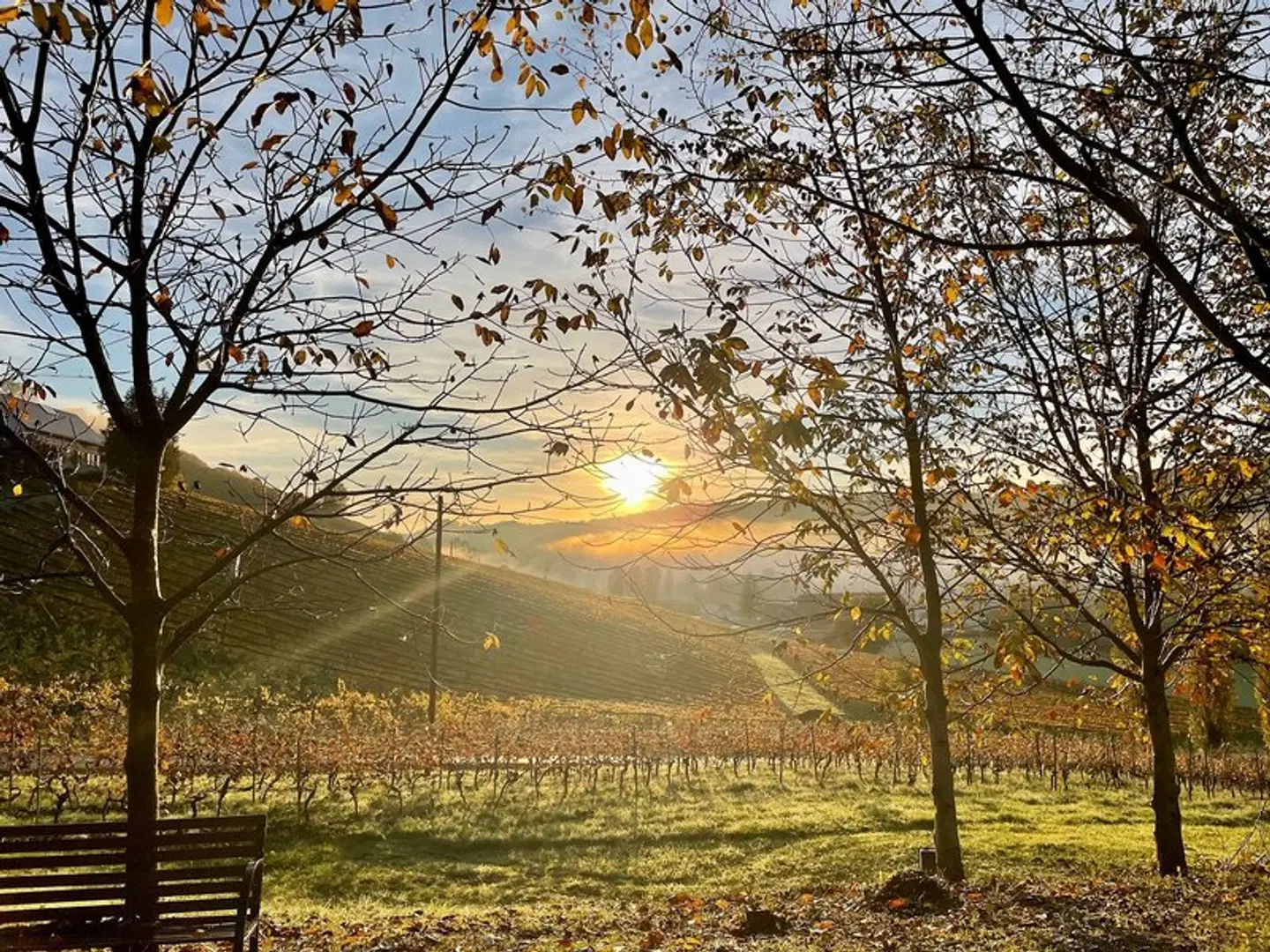 Weingut Rohrbacher LANDSCAPE