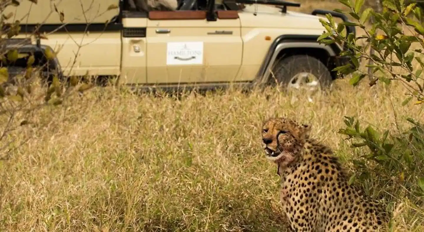 Hoyo Hoyo Safari Lodge Tiere