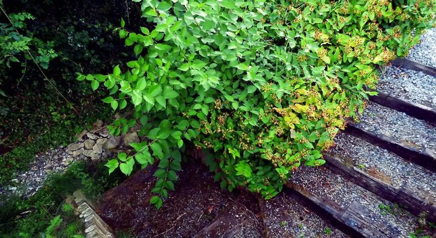 Ash House Bed and Breakfast Garten