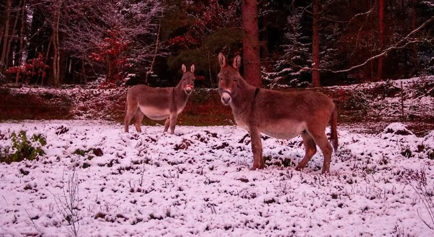 Gibbesbachhof Tiere