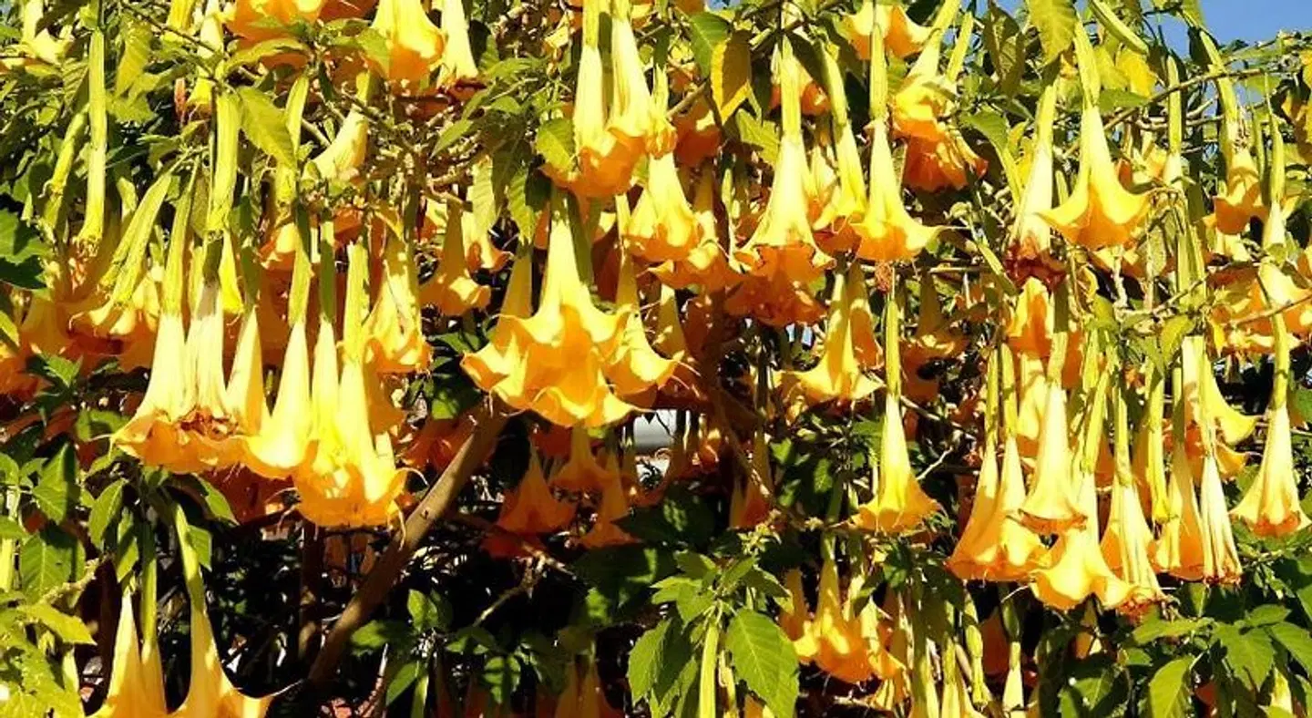 Bahaus Resort LANDSCAPE