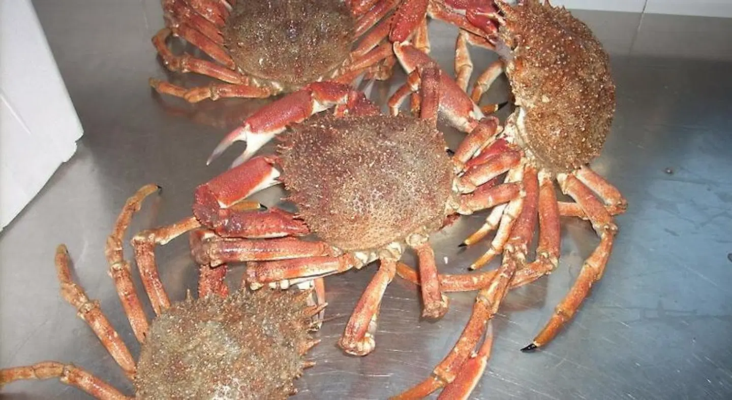 Ai Campi Di Marcello Hotel Tiere