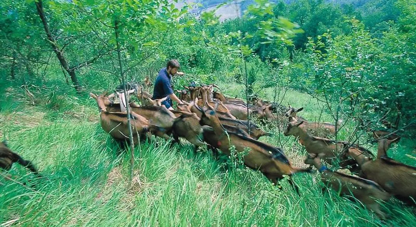 Locanda Amerigo Tiere