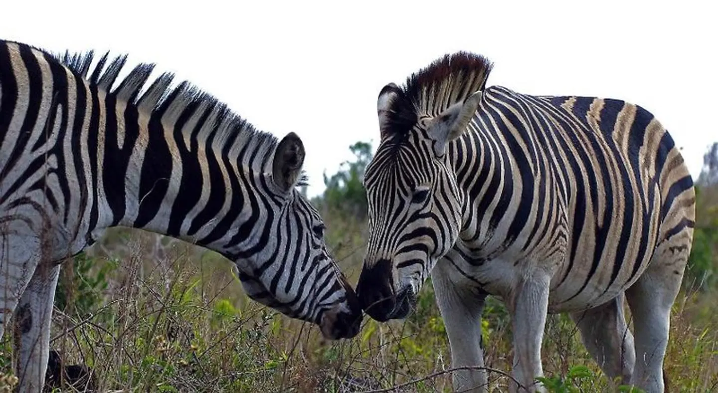 Lidiko Lodge Tiere