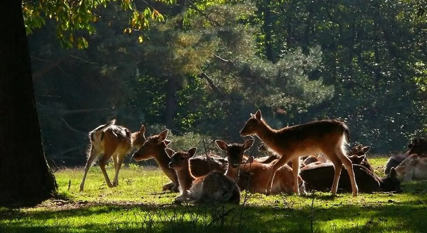 Blick zum Maimont Tiere