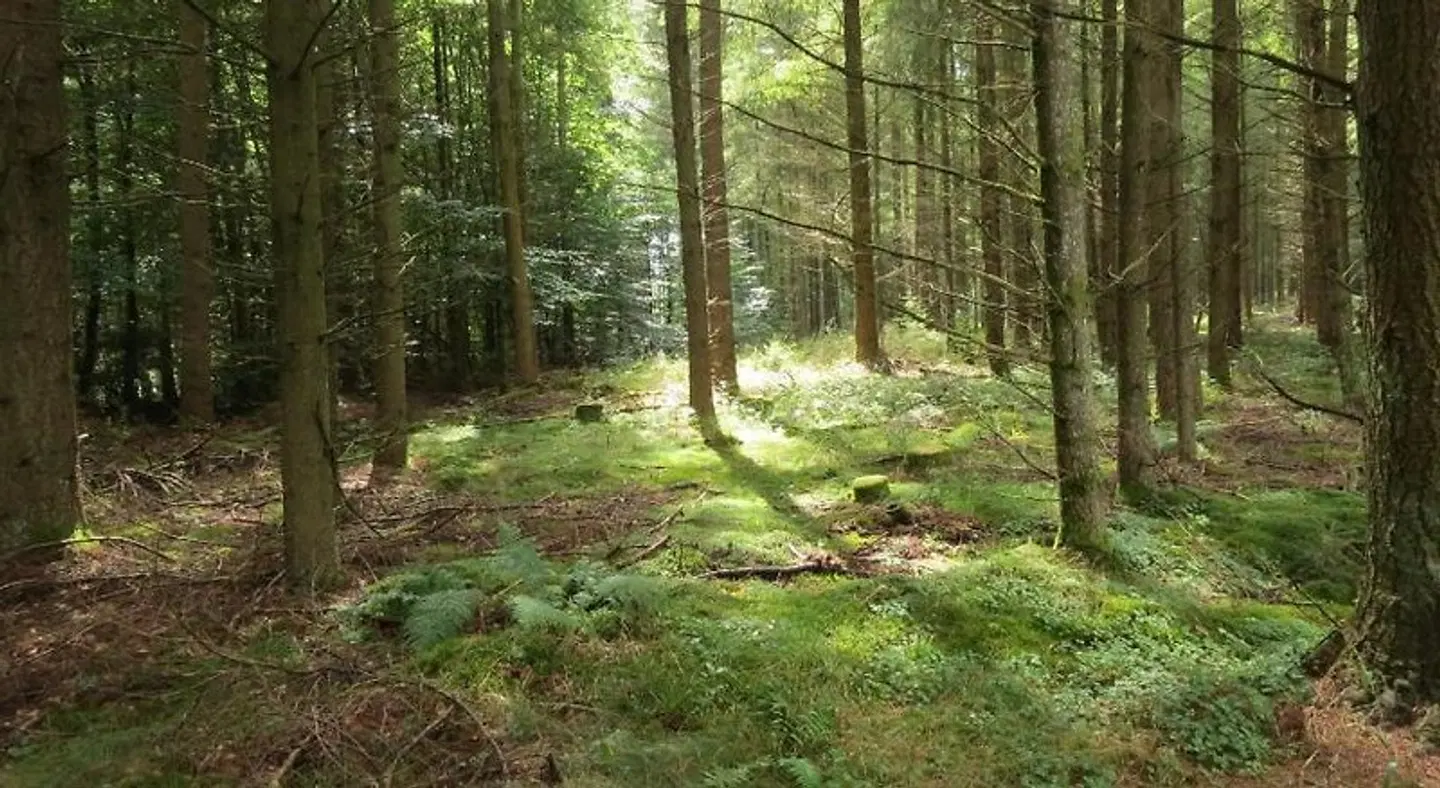 Blick zum Maimont Garten
