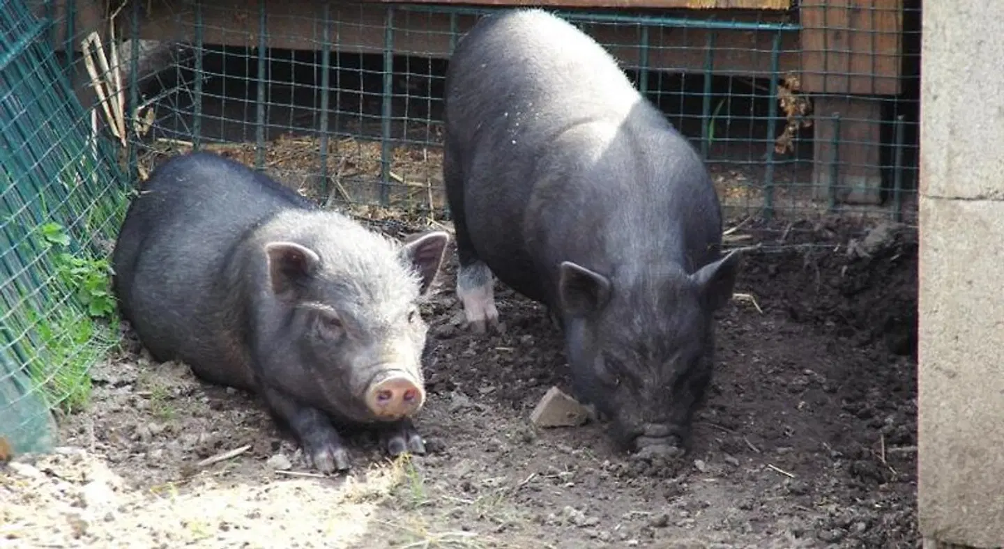 Heidekrug Tiere