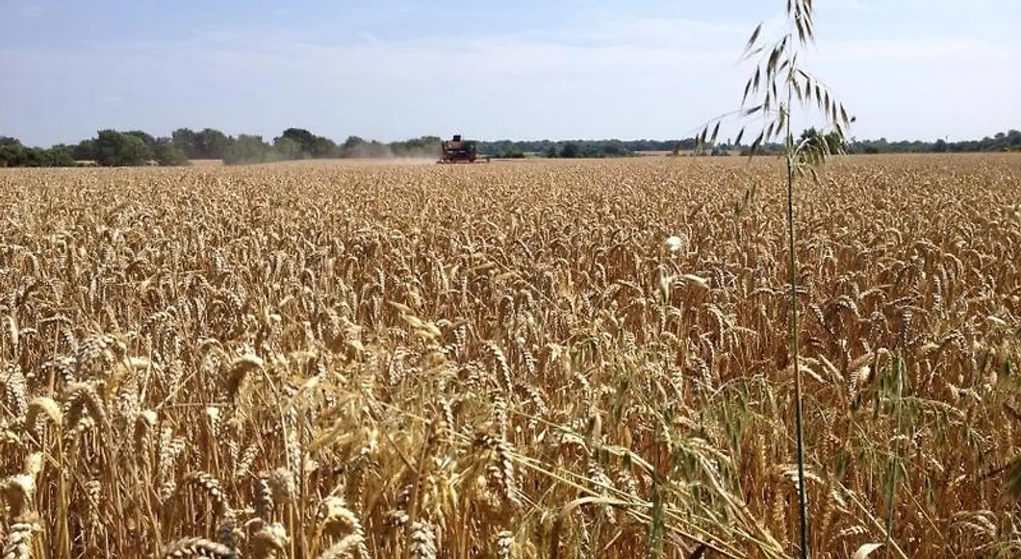 Puttocks Farm LANDSCAPE