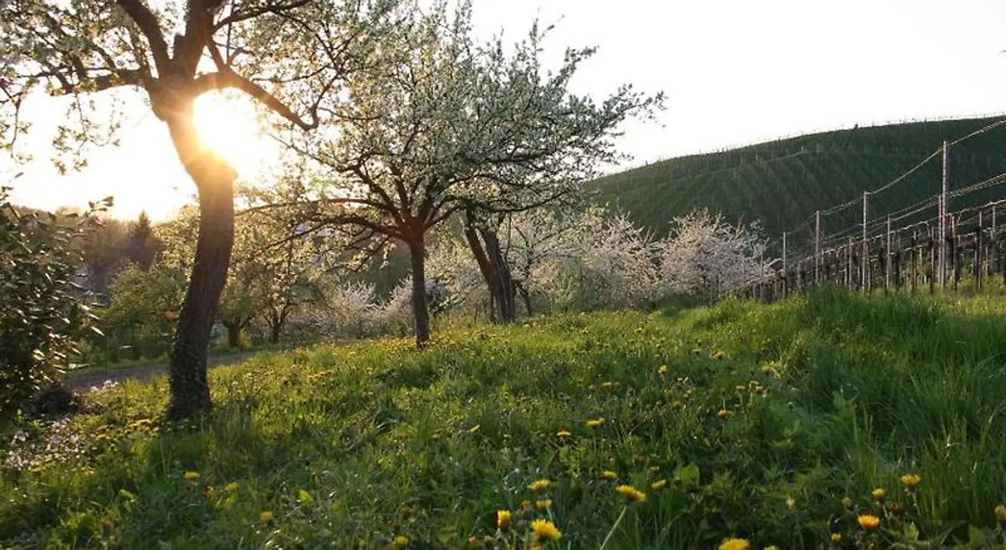 Am Weinberg LANDSCAPE
