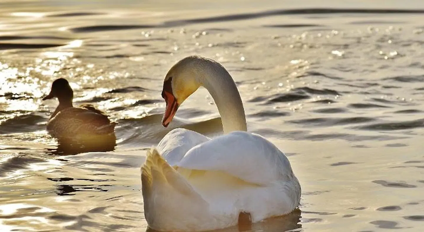 Paradies HEALTH_BEAUTY