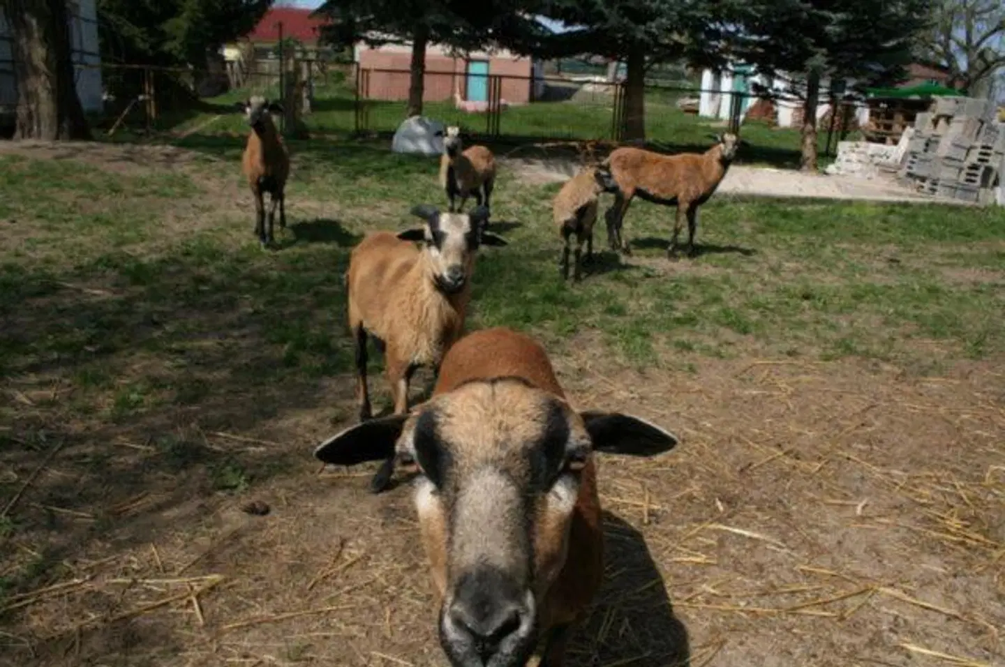 Zur Linde Lehndorf Tiere