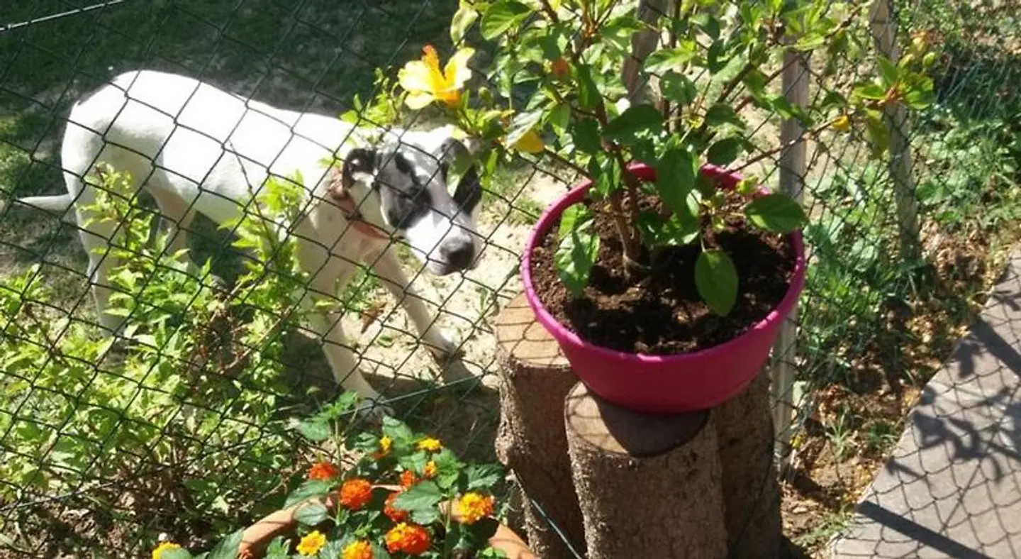 B&B Un mondo a Colori Tiere