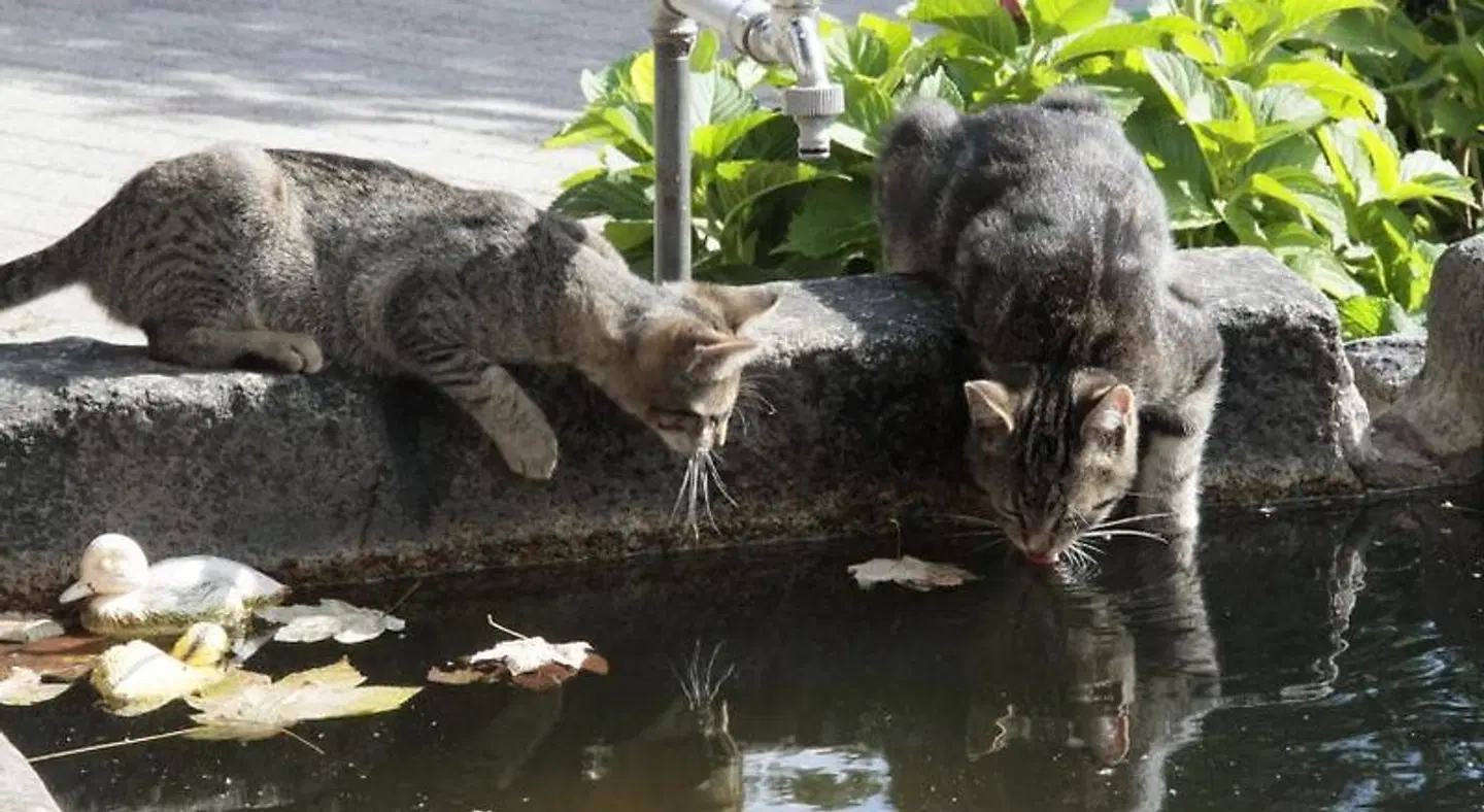 Zur guten Einkehr Tiere
