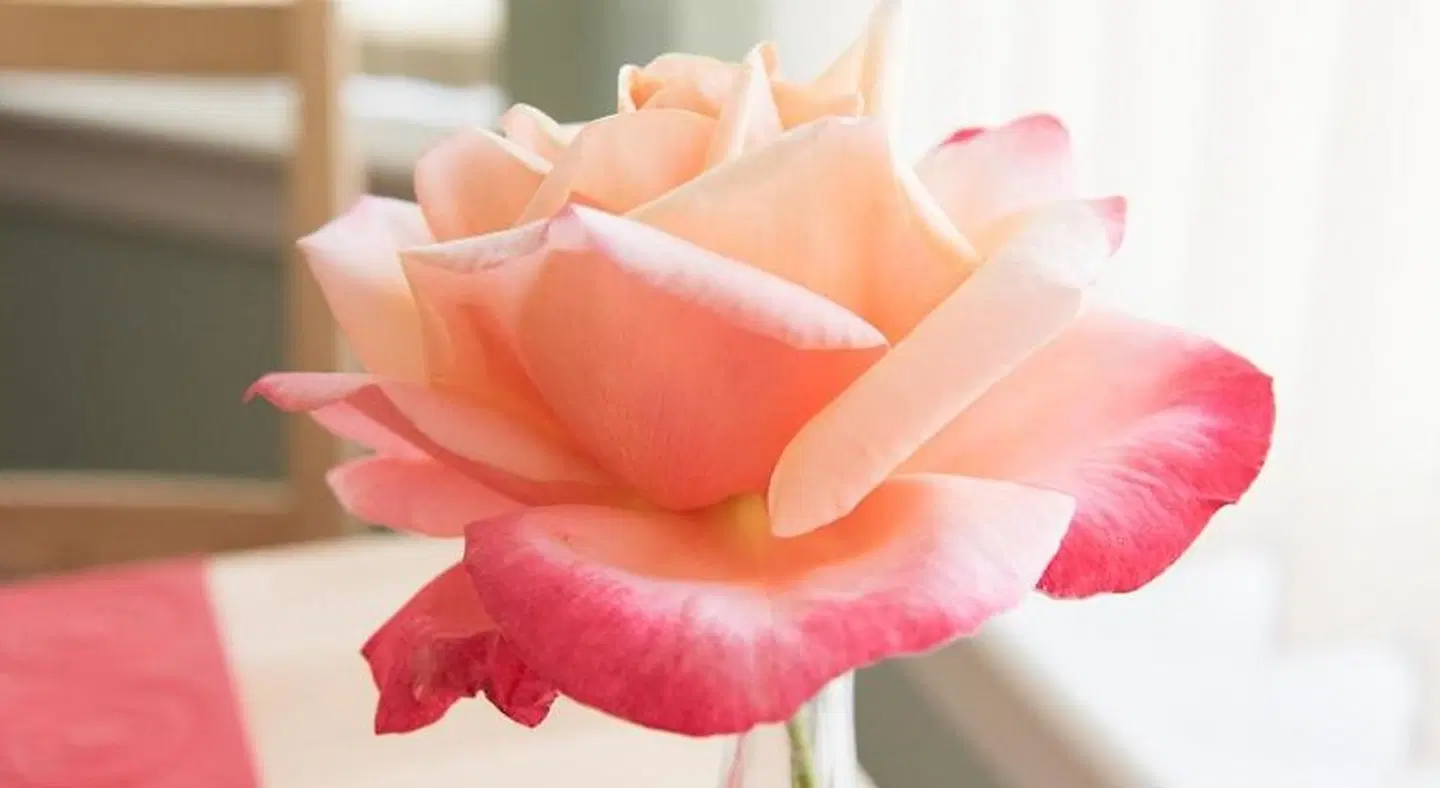 The Roses B&B HEALTH_BEAUTY