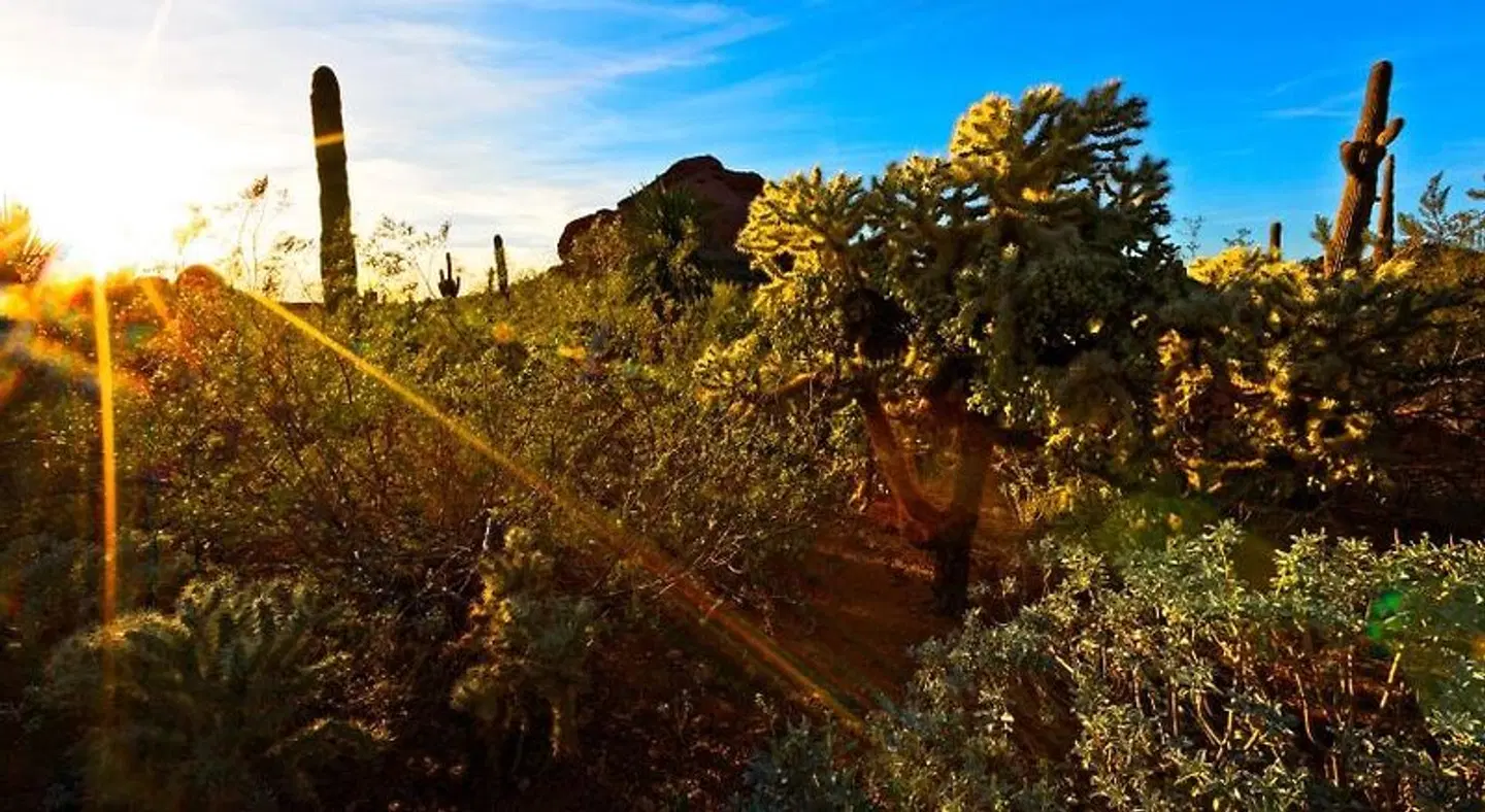 Holiday Inn Express & Suites Phoenix - Airport North by IHG LANDSCAPE