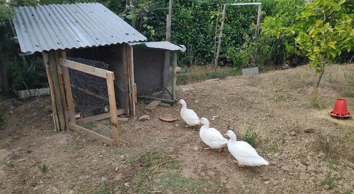 Nature et al House - Casa e jardim para uso exclusivo Tiere