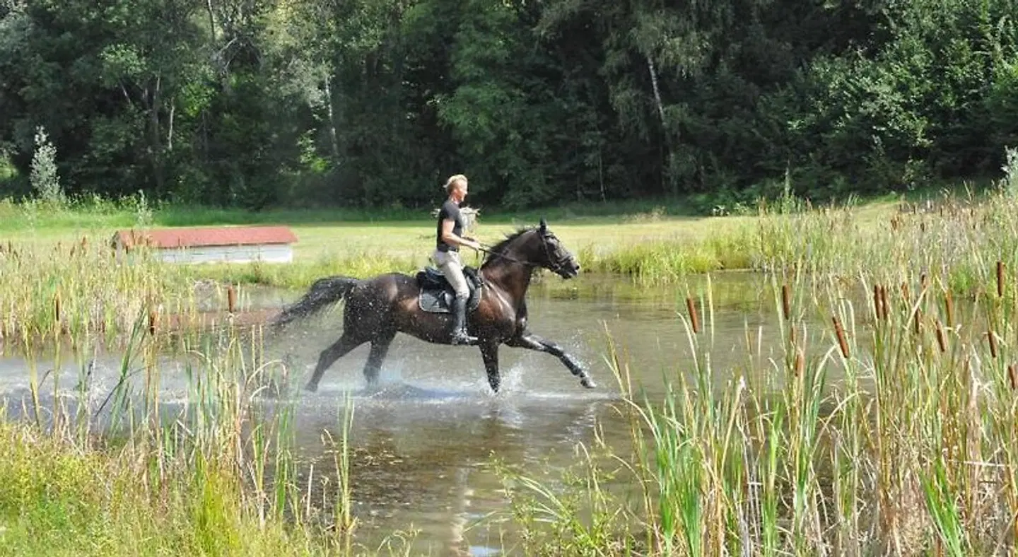Gut Drasing Tiere