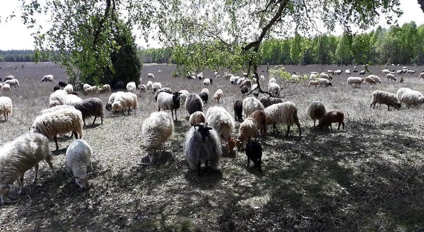 Pension Hof Ehlers Tiere